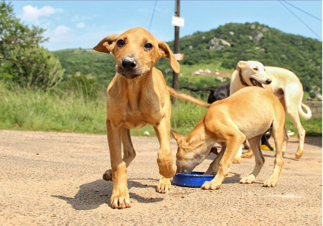 Bonhappi-T project support