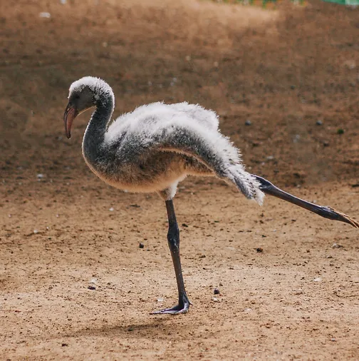 Other special interest projects